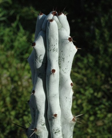 Stenocereus_beneckei